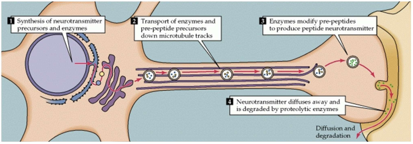 <ul><li><p>Most peptides are not ‘synthesised’ but are the products of protein hydrolysis w/n the terminal button</p></li><li><p>Proteins/peptides transported down the axon &amp; modified in the terminals</p></li><li><p>Commonly released alongside other neurotransmitters/neuromodulators to wither ^ or v its effectiveness</p></li></ul><p></p>