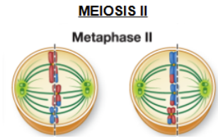 <p>replicated chromosomes are lined up individually along the equatorial plate by the spindle </p>