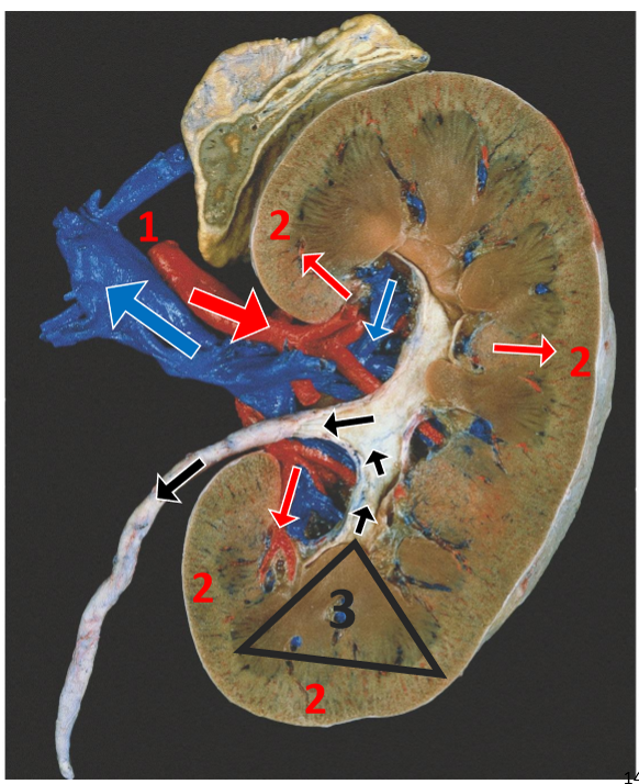 <ol><li><p>Blood enters via <strong>renal artery</strong> through <strong>hilum</strong> & progressively divides w/n kidney</p></li><li><p>Filtration occurs in <strong>glomeruli</strong> located in <strong>renal cortex</strong></p></li><li><p>Filtrate passes through the <strong>nephron</strong> and <strong>collecting ducts</strong> w/n <strong>renal pyramids</strong></p></li><li><p>Urine drains from <strong>minor calyx → major calyx → renal pelvis → ureter</strong></p></li><li><p>Filtered blood returns to <strong>systemic circulation</strong> via <strong>renal vein</strong></p></li></ol><p></p>