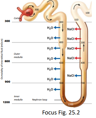 <ul><li><p>a. fluid flows in parallel tubes (descending and ascending limbs of the nephron loop) in opposite directions</p></li><li><p>b. descending limb - permeable to H2O, impermeable to NaCl</p></li><li><p>c. ascending limb - impermeable to H2O, permeable to NaCl</p><ul><li><p>active NaCl pump (from filtrate →ISF)</p></li></ul></li><li><p>d. as filtrate moves down the descending limb - H2O moves into the ISF (osmosis, and the filtrate becomes more and more concentrated)</p></li><li><p>e. highly concentrated filtrate enters the ascending limb where</p><ul><li><p>NaCl pumped out against its concentration gradient (200 mOsm/L gradient, change in osmotic balance, increase difference)</p></li></ul></li><li><p>f. when the filtrate leaves the ascending limb (=150 mOsm/L; urine should get more dilute) it has lower osmolarity than plasma due to</p><ul><li><p>ascending limb being impermeable to H2O</p></li><li><p>ascending limb actively transporting NaCl out into the ISF</p></li></ul></li></ul><p></p>