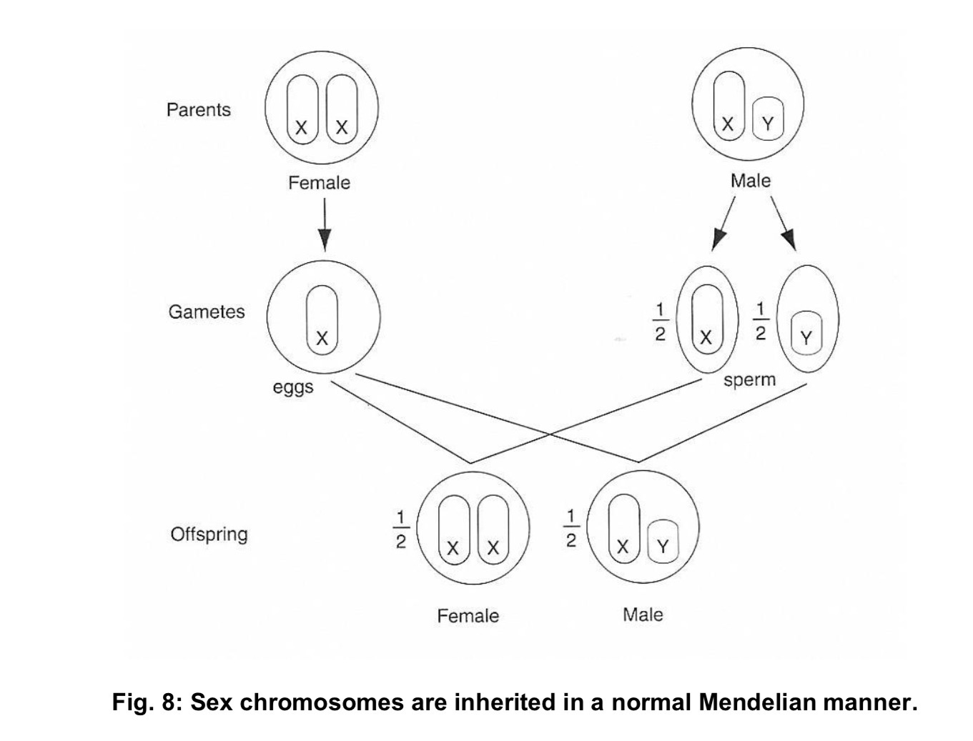 <p>Why are females described as homogametic?</p>