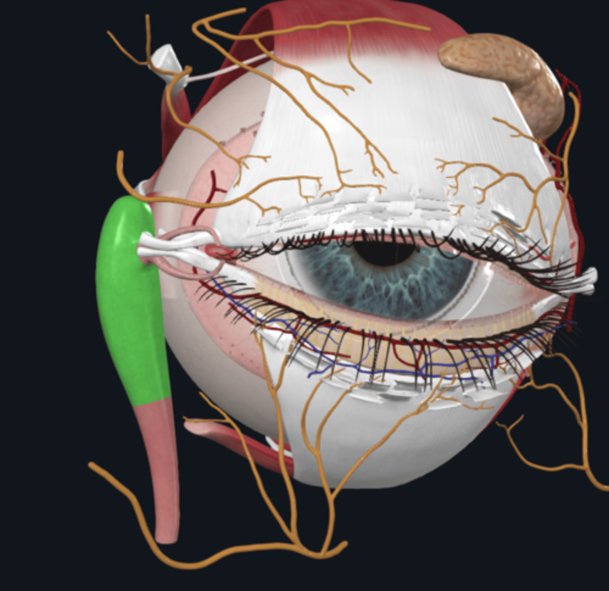 <p>What is the lacrimal sac and where is it located?</p>