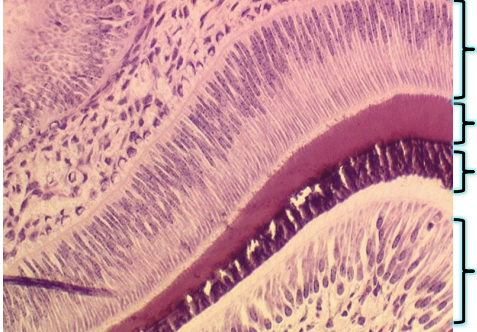 <p>tooth</p>