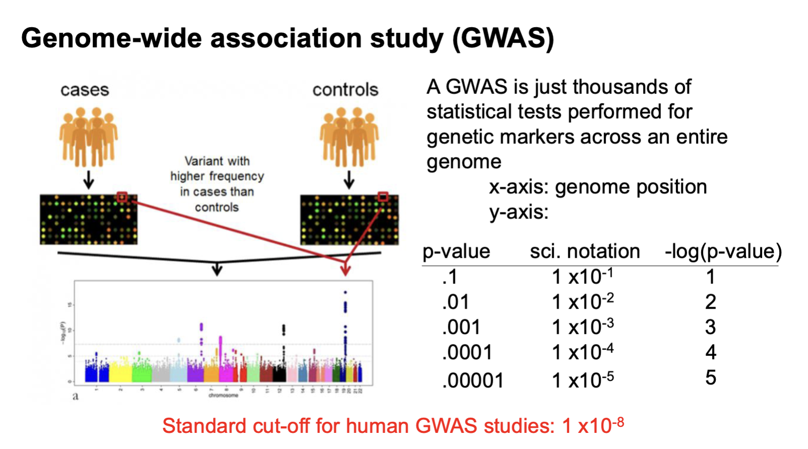 <ul><li><p>links genetic markers/variation → phenotype</p></li><li><p>measure genotypes, phenotype, then p valye of association</p></li><li><p>genome wide association study</p></li></ul><p></p>