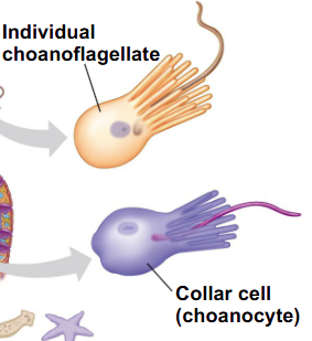 <p>What animal cell and protist look similar?</p>