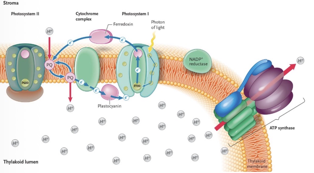<ul><li><p>Ferredoxin will reduce PQ instead of NADP+</p></li><li><p>Makes PQ flow to P700+</p><ul><li><p>Creates stronger PMF = More ATP</p></li></ul></li></ul><p></p>