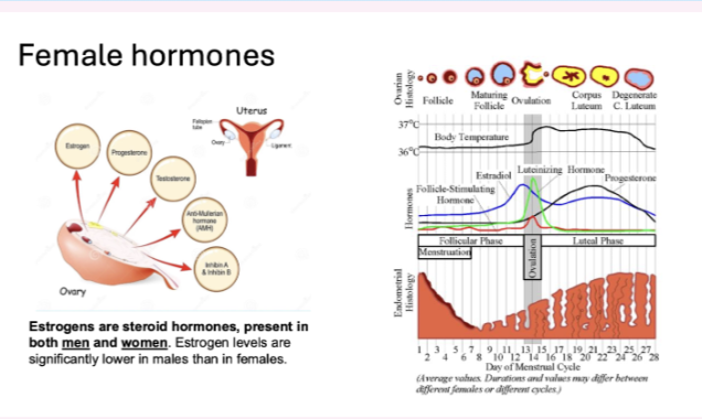 <ul><li><p>Oestrogen</p></li></ul><ul><li><p>Progesterone</p></li><li><p>Inhibin A &amp; B</p></li><li><p>AMH</p></li><li><p>Oestrogen present in both sexes (higher in females)</p></li></ul><p></p>