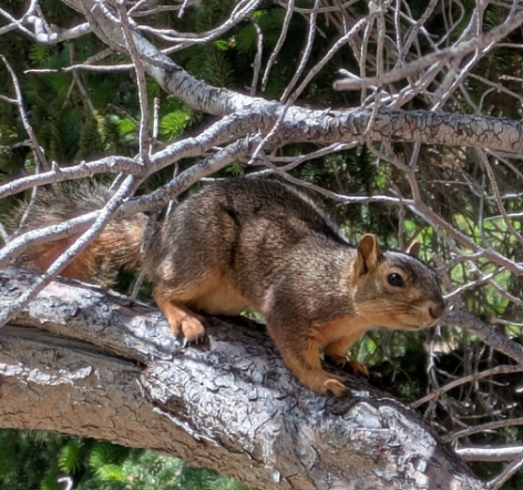 <p>fox squirrel</p>