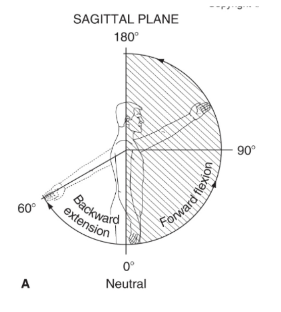 <p>Flexion: 90–100°<br>Extension: 40–60°</p>