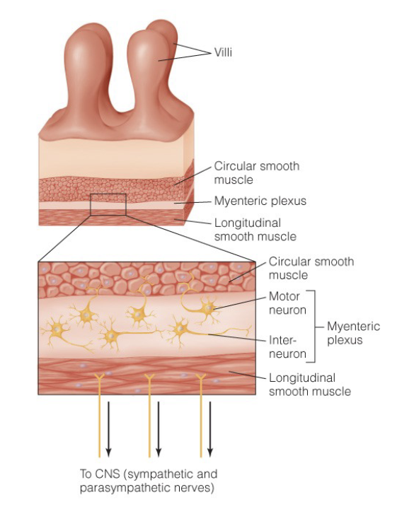<p>digestion depends on motility and secretion (both regulated by bodies)</p><ul><li><p>peristalsis</p><ul><li><p>wave-like contraction that helps move food in one direction (mouth → anus. in cows: mouth → first stomach → mouth → GI tract)</p></li><li><p>for moving</p></li></ul></li><li><p>segmentation</p><ul><li><p>circular muscle contraction (circumference around the muscle), pushes stuff back and forth</p></li><li><p>for mixing (digestive enzymes and food) (helps push stuff along the walls into the center, and things in the center to the walls to increase absorption)</p></li></ul></li><li><p>migrating motor complex</p><ul><li><p>clears out GI tract, strong wave-like contractions. clears out non-digestible items</p></li></ul><ul><li><p>cleaning motility</p></li></ul></li></ul><p></p>
