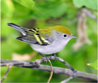 <p>What is the common name of this female bird?</p>