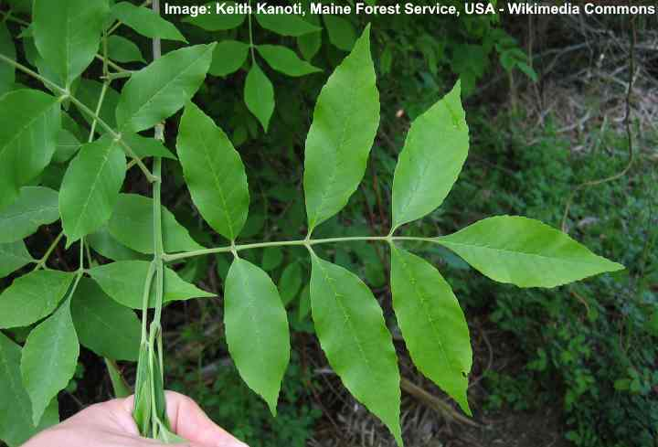 <p>7-9 leaflets, hairy below, buds hairy, otherwise similar to F. americana, inner bark of shoots cinnamon-colored</p><p></p><p>little petiole</p>