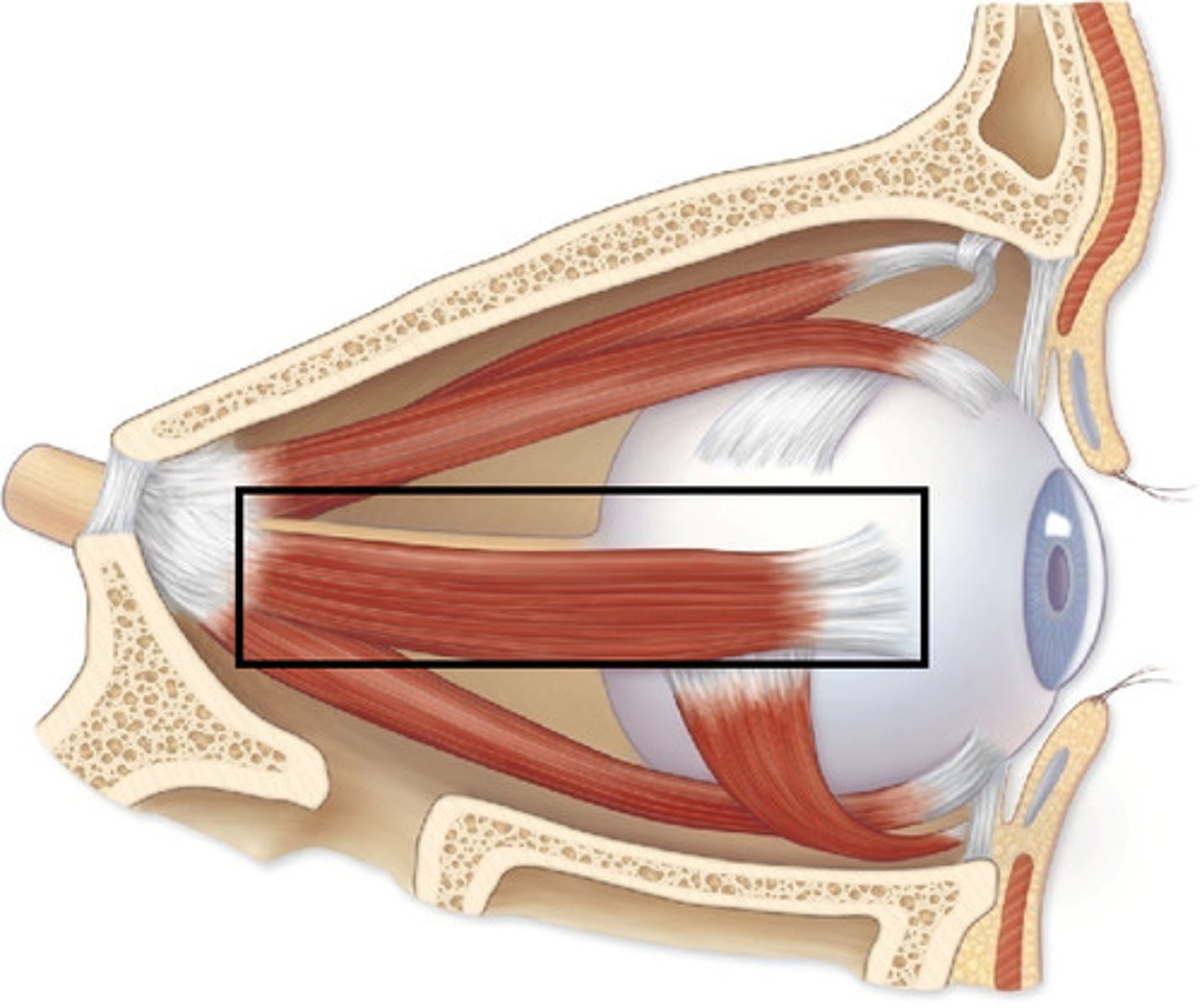 <p>moves eye laterally, controlling cranial nerve: VI abducens</p>