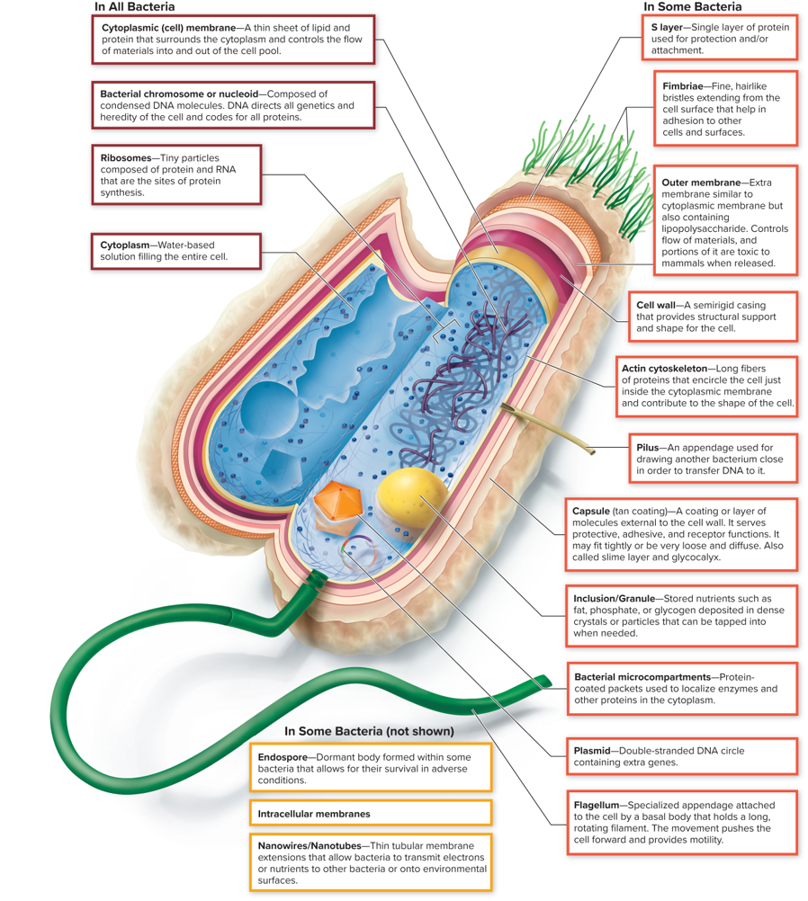 <p>Fine, hairlike bristles extending from the cell surface that help in adhesion to other cells and surfaces.</p>