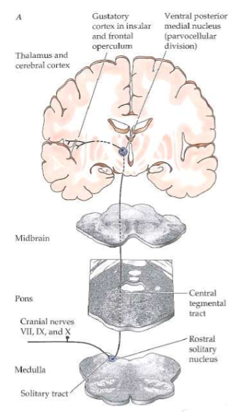 <p><span>For survival? Pathway stays ipsilateral. 5 Taste Modalities: Sweet- Maintain energy stores, Umami/Savory- Maintain energy stores, Salty- Electrolyte balance, Sour-Maintain pH &amp; avoidance of toxins, Bitter- Maintain pH &amp; avoidance of toxins.</span></p>