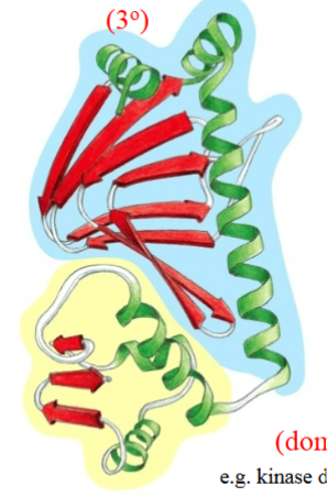 <p>Final folded shape of a polypeptide (or protein), usually a molecule made up of multiple domains.</p>