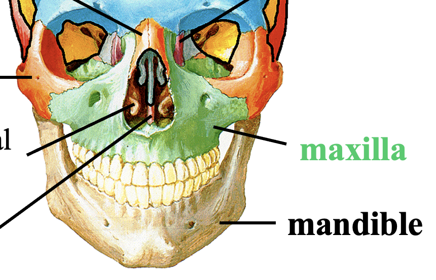 <ul><li><p>maxilla forms <strong>upper jaw</strong></p></li><li><p>mandible forms <strong>lower jaw</strong></p></li></ul><p></p>