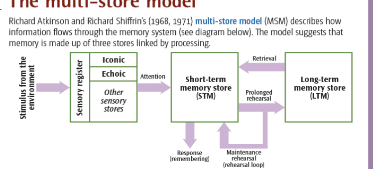 <p>A representation of how memory works in terms of three stores called the sensory register, short term memory and long term memory. It also describes how information is transferred from one store to another, what makes some memories disappear and what makes other memories last</p>