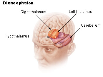 <ul><li><p><span>Cerebrum</span></p></li><li><p><span>Diencephalon</span></p></li></ul><p></p>