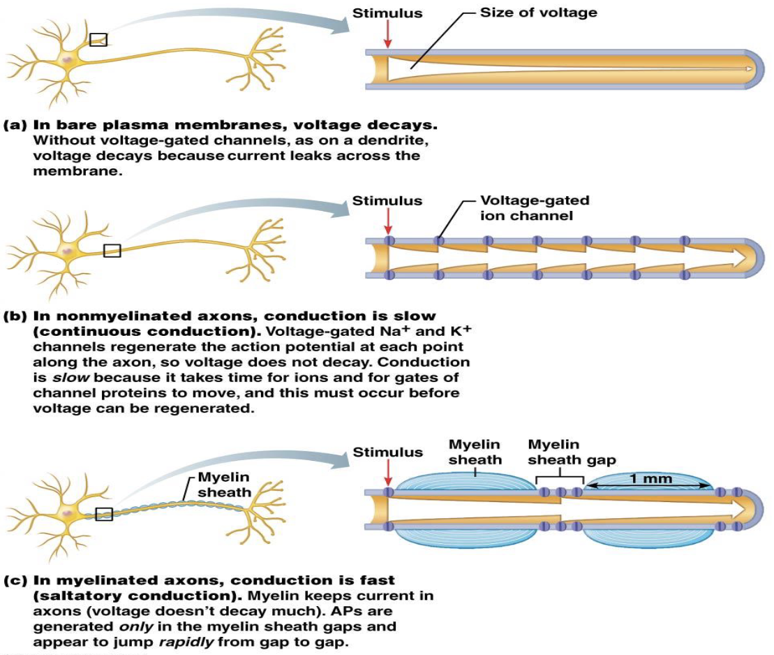 <p>Conduction Velocity</p><ul><li><p>What two factors affect conduction velocity?</p></li><li><p>How does axon diameter affect conduction speed?</p><ul><li><p>How does myelination affect conduction speed?</p><ul><li><p>What type of conduction occurs in myelinated axons?</p></li></ul></li></ul></li></ul><p></p>
