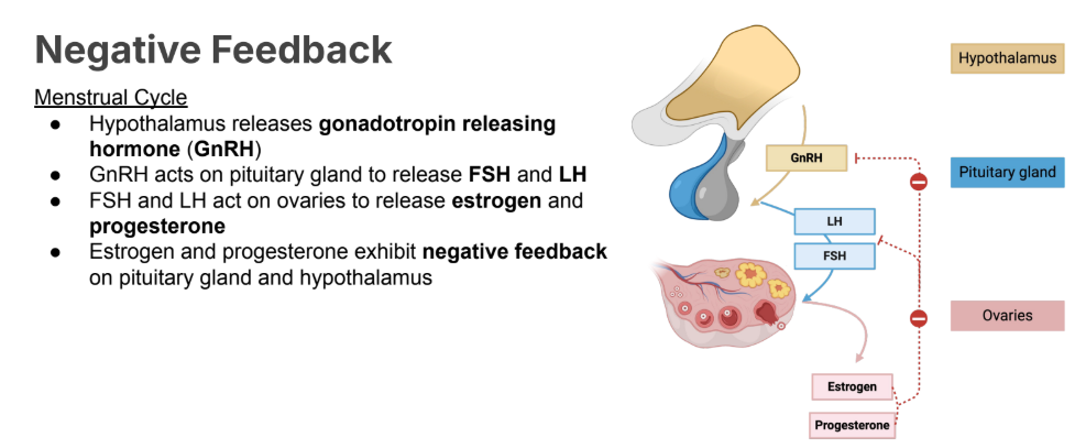 <p>Menstrual Cycle</p><ul><li><p>Hypothalamus releases <strong>gonadotropin releasing hormone (GnRH)</strong></p></li><li><p>GnRH acts on <strong>anterior</strong> <strong>pituitary gland </strong>to release <strong>FSH </strong>and<strong> LH</strong></p></li><li><p>FSH and LH act on ovaries to release <strong>estrogen </strong>and <strong>progesterone</strong></p></li><li><p>Estrogen and progesterone exhibit <strong>negative feedback </strong>on pituitary gland and hypothalamus</p></li></ul><p></p>