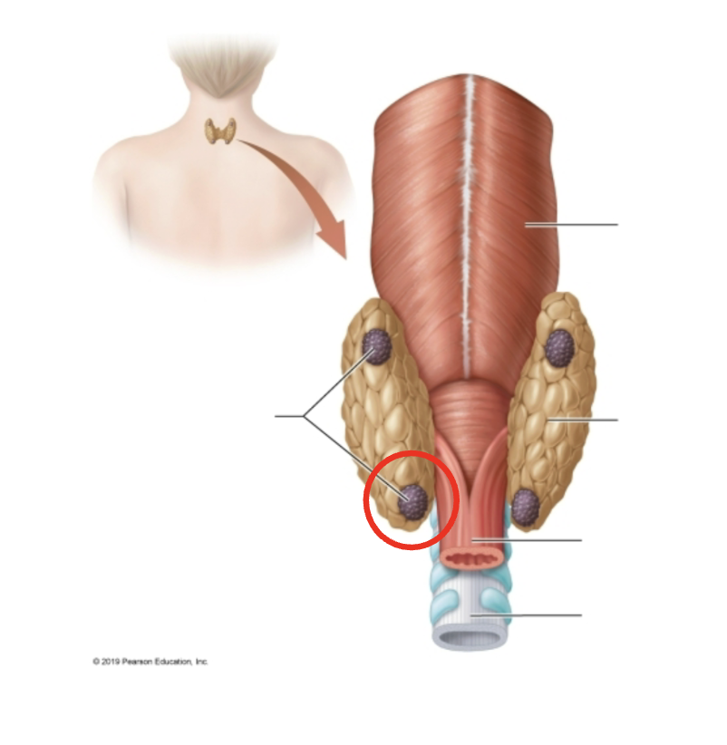 <p>Identify the structure</p>