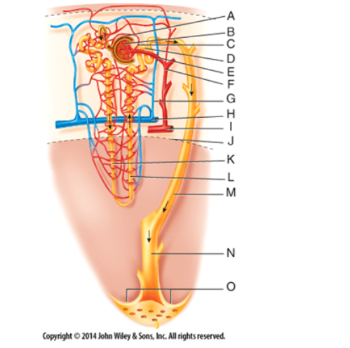 <p>What is line "C" pointing to?</p><p>a) Distal convoluted tubule</p><p>b) Cortical radiate artery</p><p>c) Efferent glomerular arteriole </p><p>d) Arcuate artery</p><p>e) Corticomedullary junction</p>