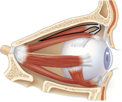 <p>extrinsic eye muscles that moves the eye inferiorly and laterally</p>