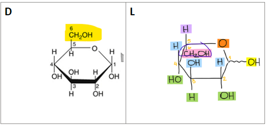 <p>D is when CH2OH group attached to C5 is sticking out of the ring </p><p>L is when the CH2OH group attached to C5 is projecting inside of the ring</p>