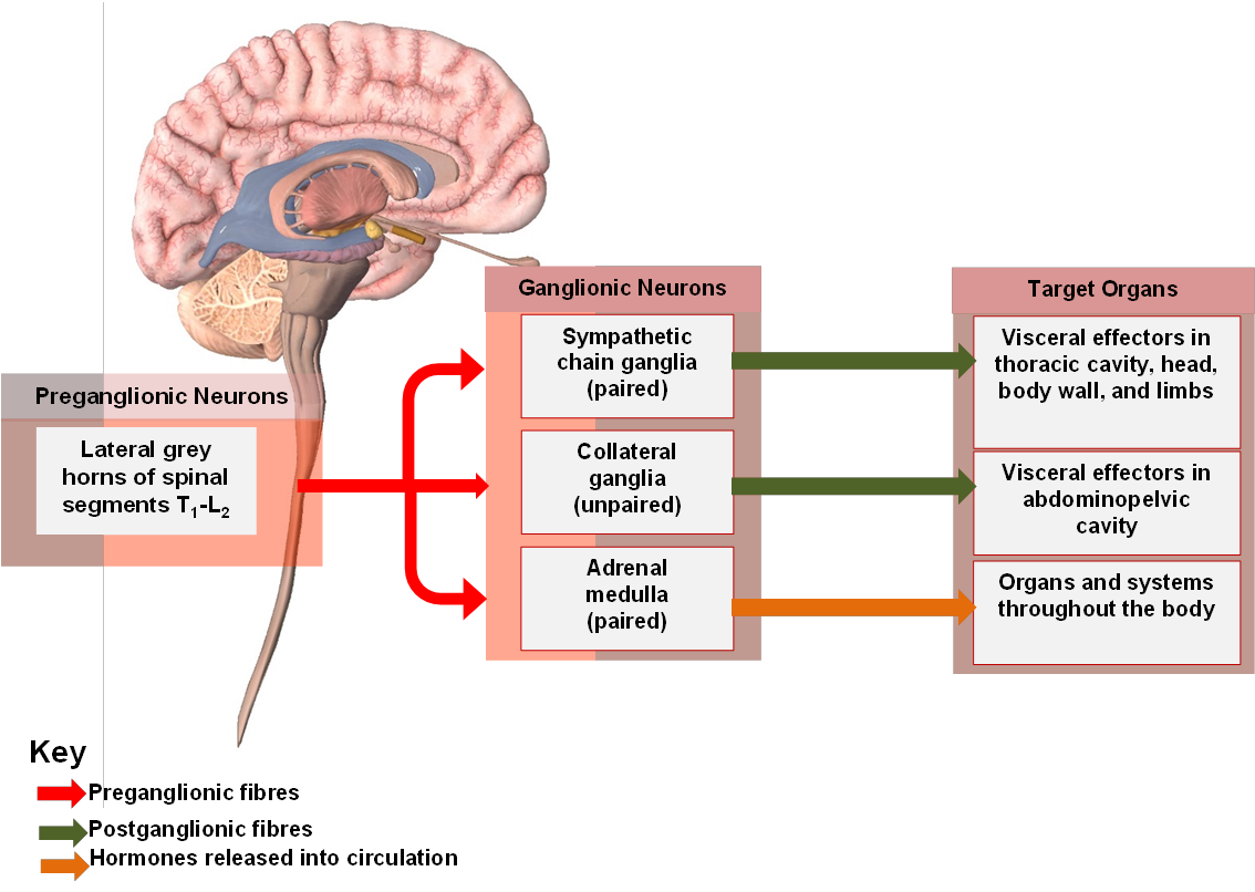 Prepares the body for stress (“fight or flight”).