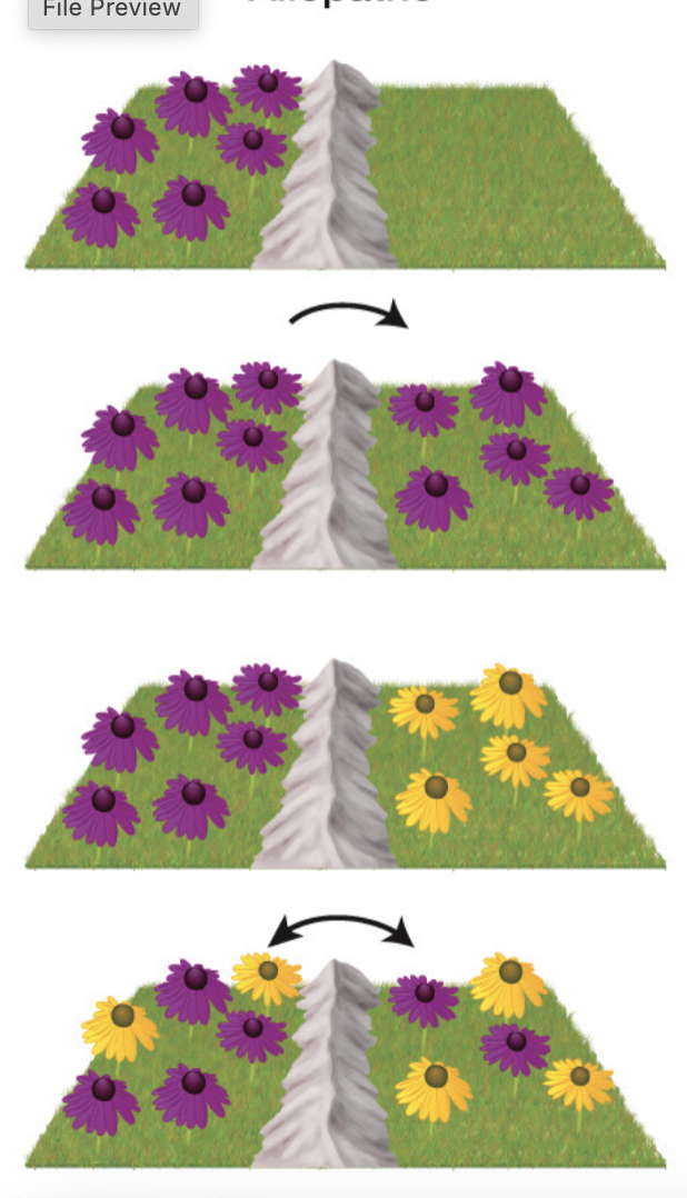 <p>what speciation?</p>