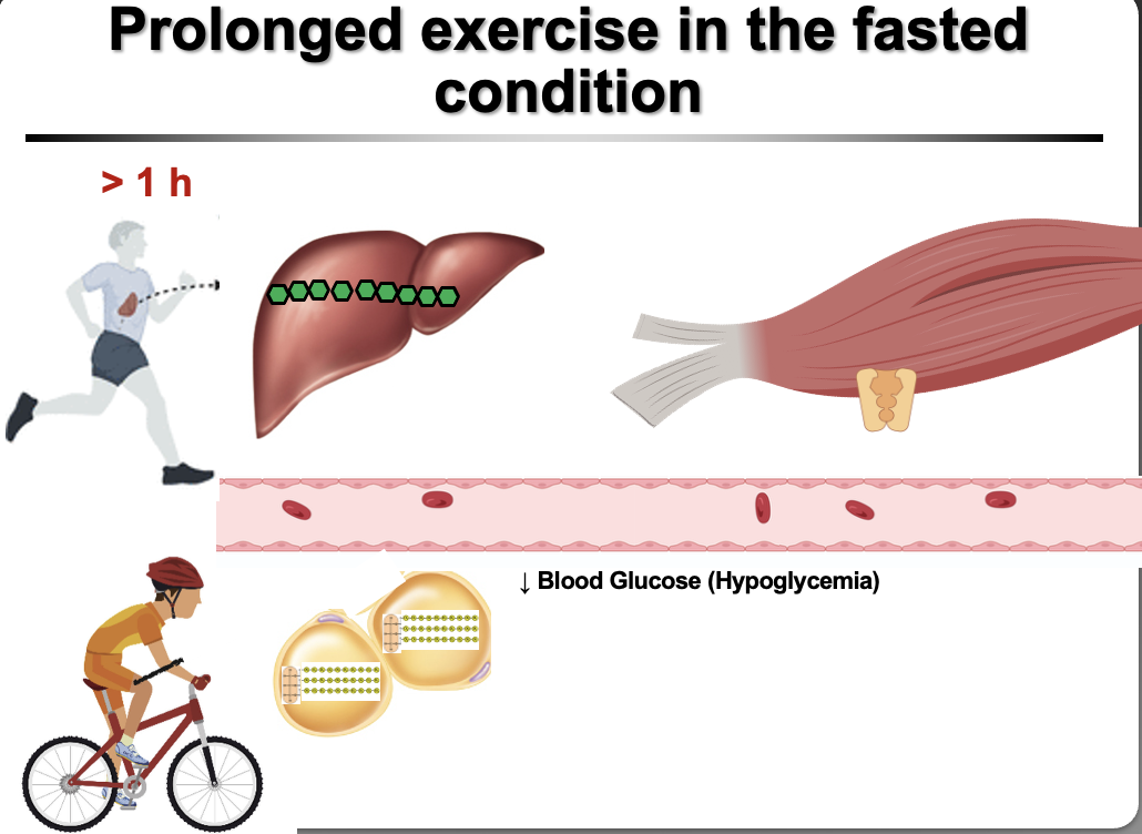 <p><strong>Prolonged exercise can cause hypoglycemia because muscle glucose uptake exceeds liver glucose production.</strong></p><p class="isSelectedEnd">Mechanism:</p><ul><li><p>Muscles increase <strong>glucose uptake</strong> during sustained exercise</p></li><li><p>Liver initially maintains blood glucose via:</p><ul><li><p><strong>Glycogenolysis</strong></p></li><li><p><strong>Gluconeogenesis</strong></p></li></ul></li><li><p>Over time, <strong>liver glycogen stores become depleted</strong></p></li><li><p>Liver cannot keep up with muscle demand → <strong>blood glucose drops</strong></p></li></ul><div data-type="horizontalRule"><hr></div><p class="isSelectedEnd"><strong>Key Point:</strong></p><ul><li><p>Hypoglycemia risk increases after <strong>60–90 minutes</strong></p></li><li><p>Especially without carbohydrate intake</p></li></ul><p></p>