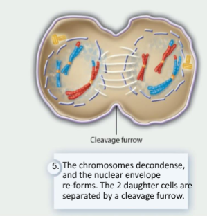 <p>At this point, sister chromatids have reached their respective poles, and they decondense. Nuclear membranes reform. A cleavage furrow is formed, and cytokinesis occurs.</p>