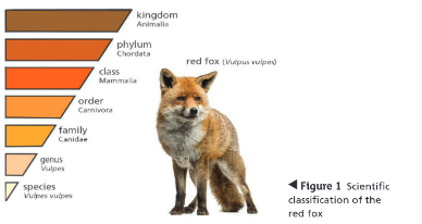 <p>kingdom → phylum → class → order → family → genus → species</p>
