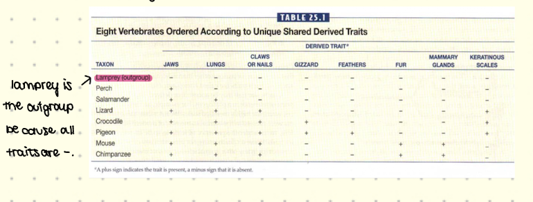 <ul><li><p>Common ancestor of all taxa under study </p></li></ul><p></p>