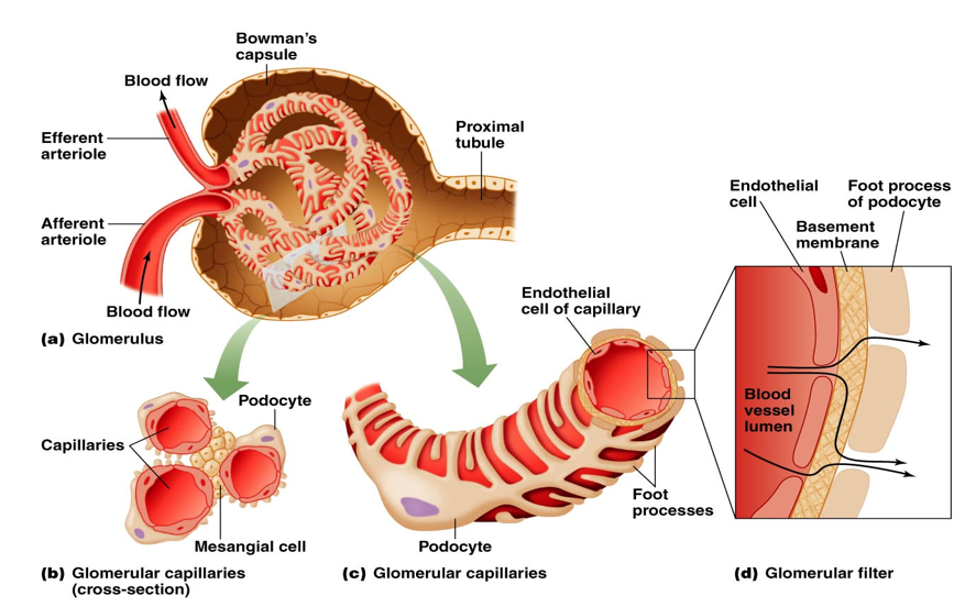 <p>Initial process of nephrons used to <strong>filter blood </strong></p><ul><li><p>Circulating blood → glomerular capsule → proximal tubule </p></li><li><p>The glomerular capillary<strong> filters blood content based on size</strong> </p><ul><li><p><strong>Large cells and proteins cannot enter </strong></p></li><li><p><strong>Smaller substances can enter</strong> from blood into the glomerular capsule, and <strong>become components of the filtrate </strong></p><ul><li><p>Water</p></li><li><p>Acids and Bases (H<sup>+ </sup>and HCO<sub>3</sub><sup>-</sup> Ions) </p></li><li><p>Electrolytes (Na<sup>+ </sup>and K<sup>+</sup> Ions)</p></li><li><p>Organic Molecules</p></li><li><p>Metabolic Wastes </p></li></ul></li></ul></li><li><p><strong>Filtration rate is controlled by pressure </strong></p></li></ul><p></p>