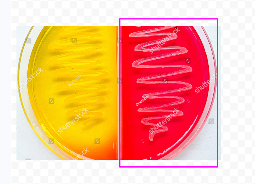 <p><span>The bacteria grow but do not ferment the mannitol. The agar surrounding the colonies will remain <strong>red or pink</strong>.</span> [1, 2, 3]</p>