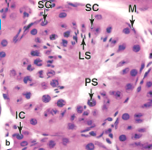 <p>What structure is this?</p>