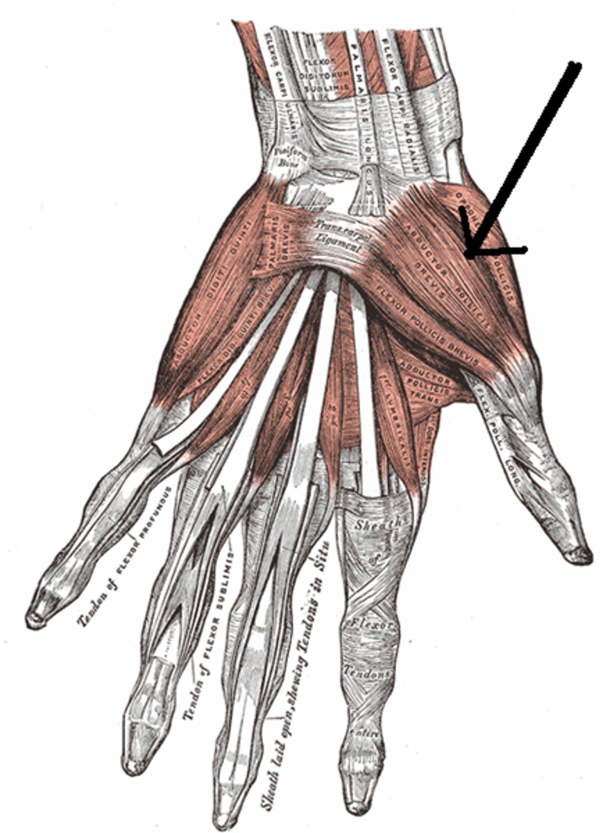 <p>Origin: Flexor retinaculum, scaphoid, and trapezium.</p><p>Insertion: Radial side of base of proximal phalanx of thumb.</p><p>Innervation: Median nerve (recurrent branch).</p><p>Action: Abduction of thumb.</p>
