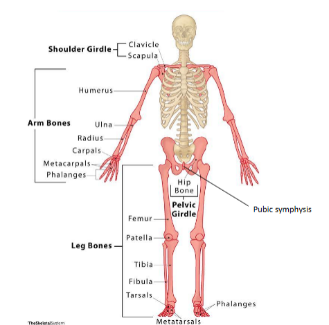 <p>appendicular (hangs from) skeleton~ divisions of skeleton</p>