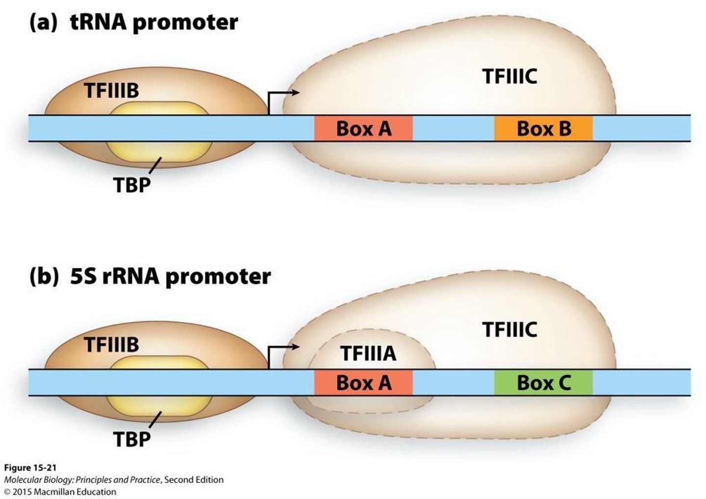 <p>TFIIIC binds to tRNA promoters and recruits TFIIIB, which contains TBP, to initiate transcription.</p>