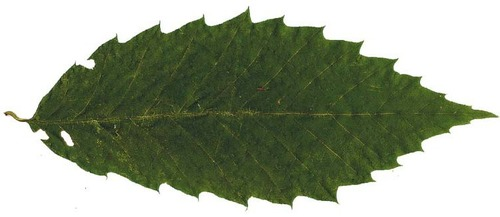 <p>tooth-like margin, point ~90 degrees from midvein</p>