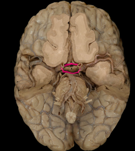 <p>single artery formed by the named arterial sections that connect the basilar and internal carotid arteries beneath the brain</p>