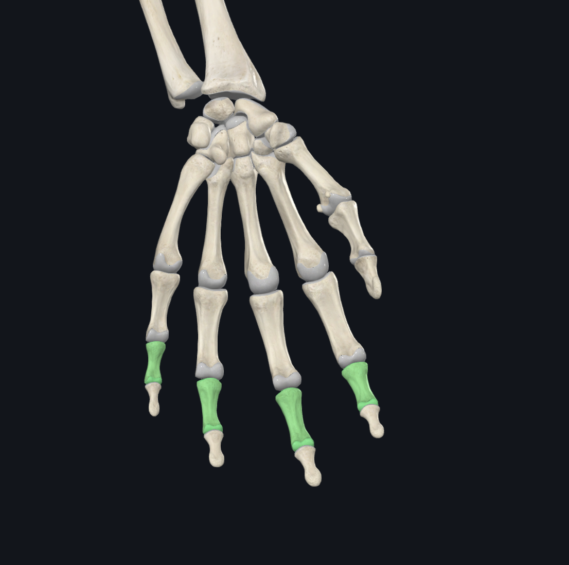 <p>What are these bones?</p>