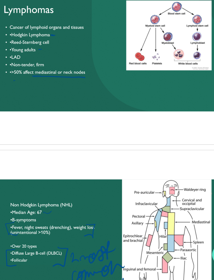 <p>Reed-Sternberg cells </p>