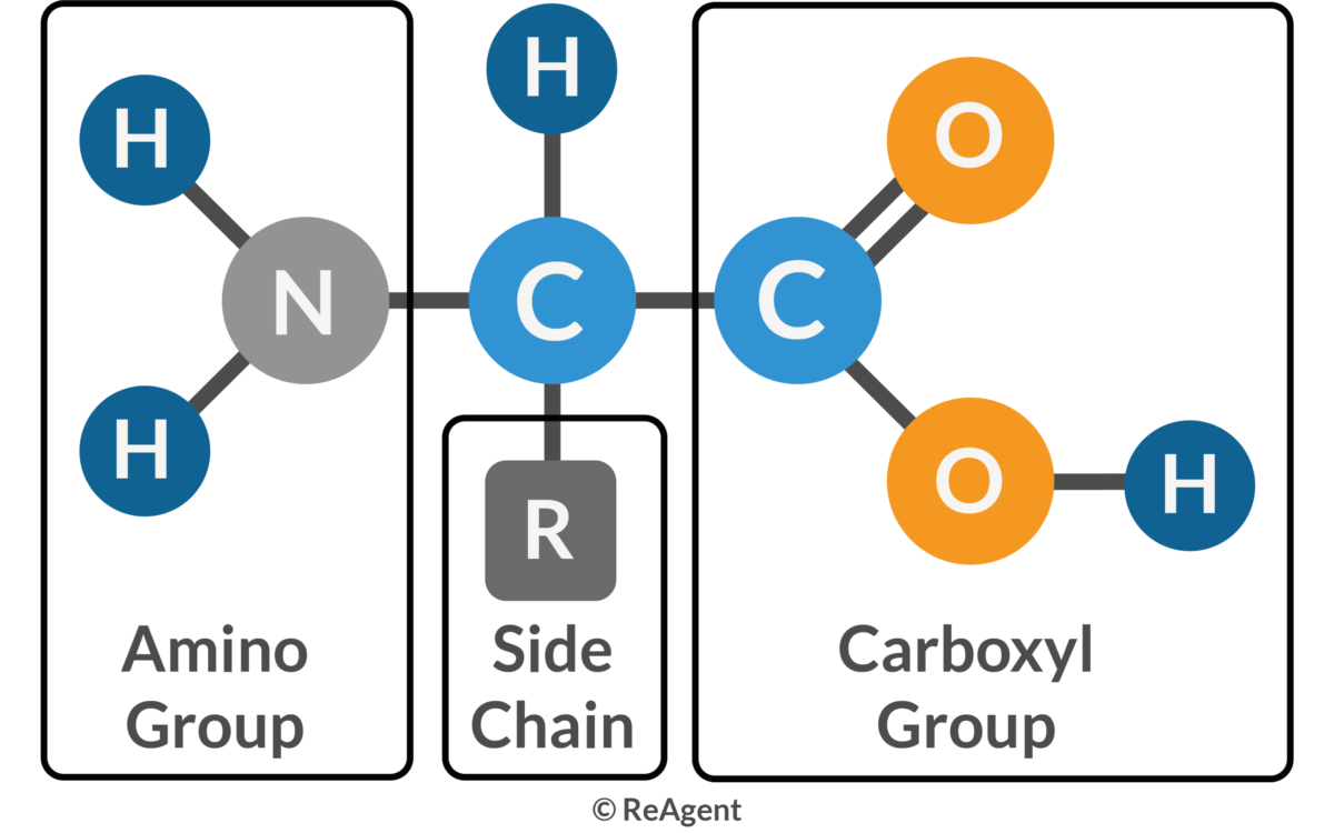 <p><span style="background-color: transparent;"><strong>–NH₂</strong></span></p>