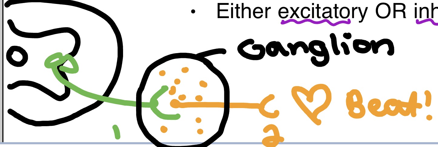 <ul><li><p>Automatic control</p></li><li><p><strong>Effector: </strong>cardiac &amp; smooth muscle &amp; glands</p></li><li><p><strong>Efferent pathway: </strong>2 neuron system (<span style="color: rgb(11, 148, 43);">presynaptic</span> &amp; <span style="color: rgb(234, 145, 26);">postsynaptic</span>)</p></li><li><p><strong>Neurotransmitter &amp; response of target organ: </strong></p><ul><li><p><span style="color: rgb(9, 181, 5);">Presynaptic neuron: acetylcholine (excitatory)</span></p></li><li><p><span style="color: rgb(243, 176, 28);">Postsynaptic neuron: varies b/w sympathetic (epi &amp; norepi) &amp; parasympathetic (acetylcholine)</span></p><ul><li><p><span style="color: rgb(222, 164, 18);">Either excitatory or inhibitory </span></p></li></ul></li></ul></li></ul><p></p>