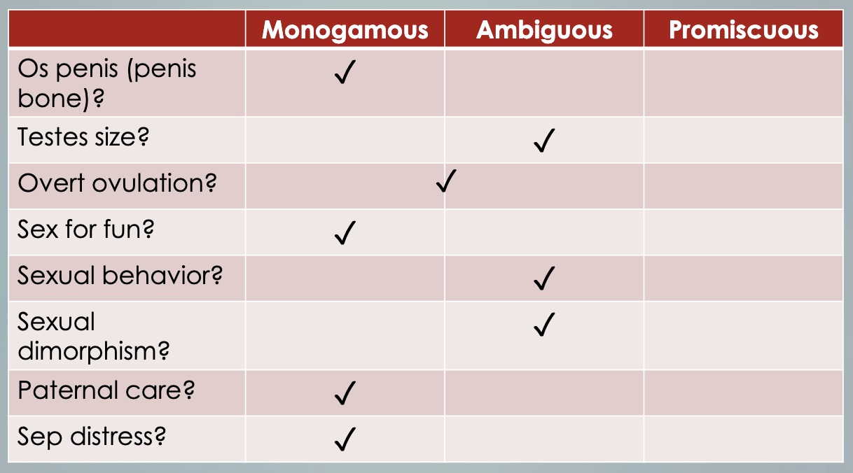 <ol><li><p>humans don’t have <strong>os penis/penile bone</strong> = req arousal for mating = monogamous mating</p></li><li><p>promiscuous species have larger <strong>testes size</strong> for sperm competition but humans medium = ambiguous </p></li><li><p><strong>overt</strong> <strong>ovulation</strong> (like baboons) = pair up only during ovulation period but <strong>covert</strong> = need to continuously pair up for successful reproduction ; humans ambiguous b/c not as covert i.e. wear red, olfactory cues, etc </p></li><li><p><strong>sex just for fun</strong>/beyond reproduction = monogamous </p></li><li><p><strong>sexual behavior: </strong>as ppl get older, wider gender cheating gap = ambiguous </p></li><li><p>greater <strong>sexual dimorphism</strong> = promiscuous mating but humans not clearly either b/c pre-puberty little/no diff but also men on avg heavier than women</p></li><li><p><strong>parental care </strong>= monogamous </p></li><li><p><strong>separation</strong> <strong>distress </strong>= monogamous </p></li></ol><p><u>conclusions:</u> humans socially monogamous but sexual monogamy less clear due to varying gender, sexual orientation, culture, norms, values, etc. </p>