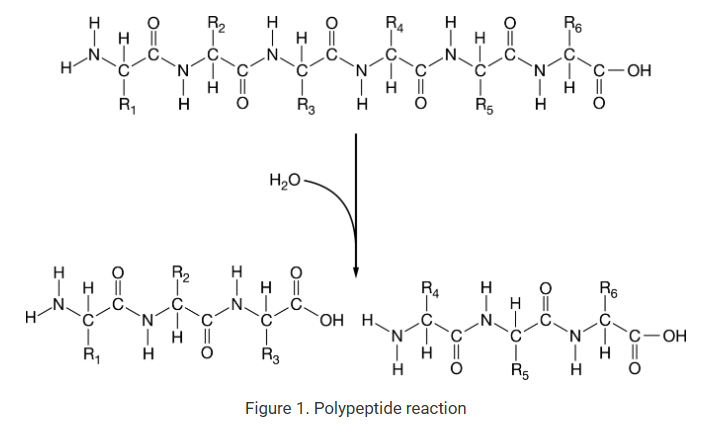 <p>Which of the following best describes the formation of the bond shown in Figure 1 ?</p><p>A) An ionic bond is formed between a carbon atom of one amino acid and the nitrogen atom of the other amino acid.</p><p>B) An ionic bond is formed when the negative charge of an OH group is balanced by the positive charge of a hydrogen ion.</p><p>C) A covalent bond is formed between a carbon atom and a nitrogen atom along with the formation of H2O.</p><p>D) A covalent bond is formed that replaces the hydrogen bond between the OH group and H atom.</p>