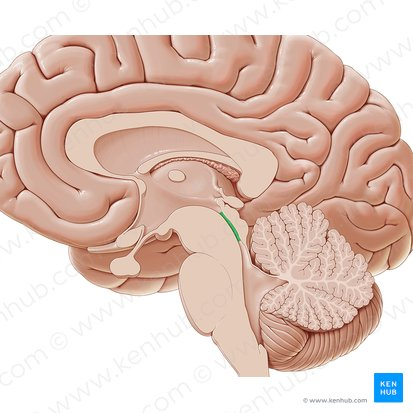 <p>valley superior &amp; inferior colliculus and 3<sup>rd</sup> and 4<sup>th</sup> ventricle</p>